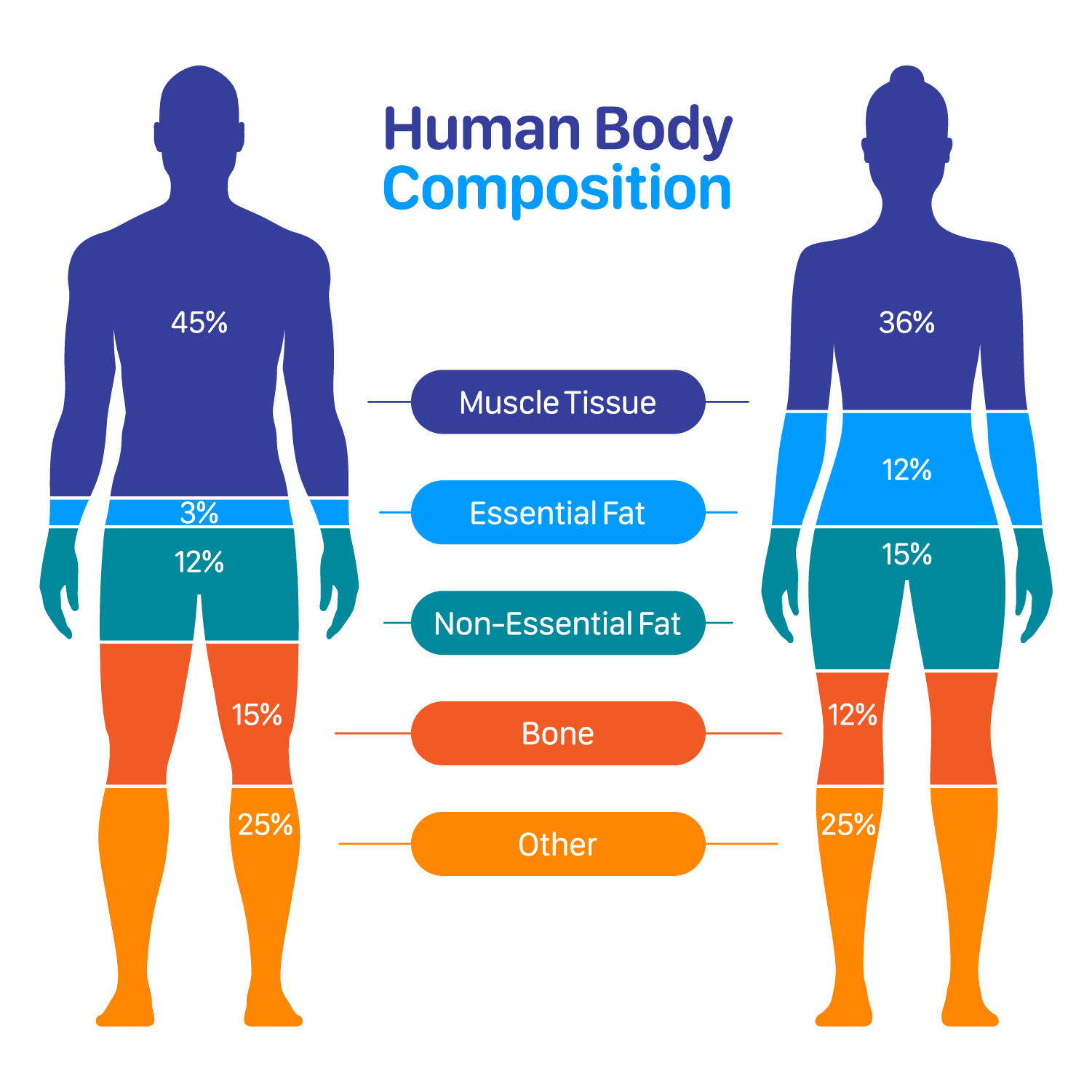 Body Composition